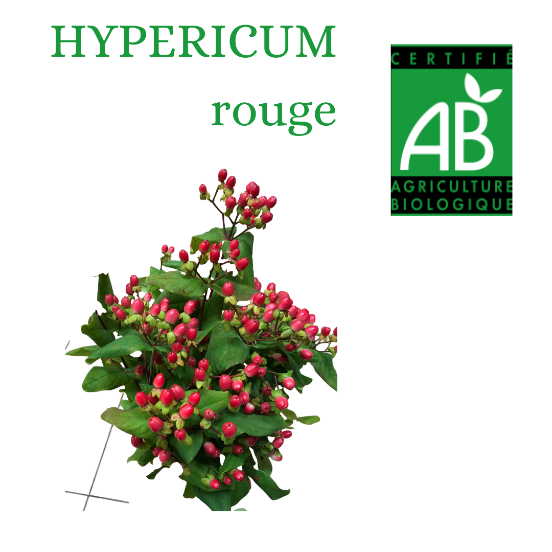 HYPERICUM ROUGE PRODUCTION BIO